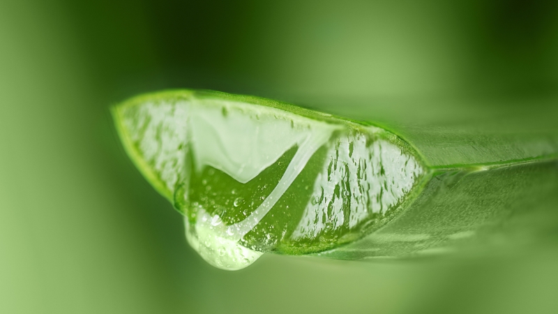 Presečena biljka aloe vere