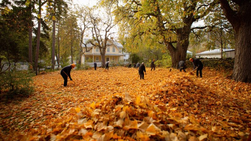 Čisćenje Dvorišta 1